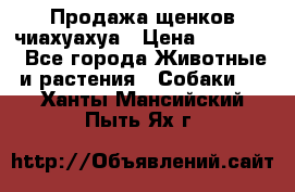 Продажа щенков чиахуахуа › Цена ­ 12 000 - Все города Животные и растения » Собаки   . Ханты-Мансийский,Пыть-Ях г.